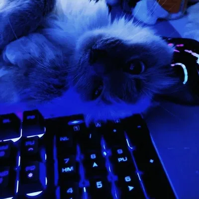 Discord server woo woo