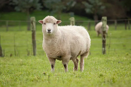 SHEEP — Actual Sheep Designer