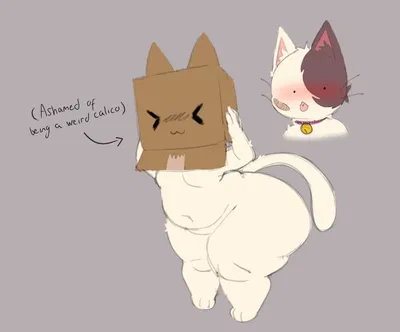 shy calico cat in your area!!