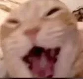 BOT REQUESTER
