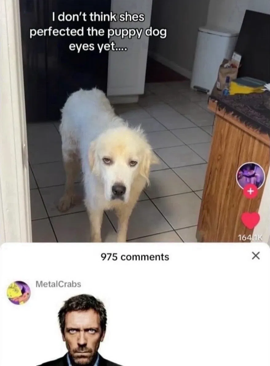 yapperrr
