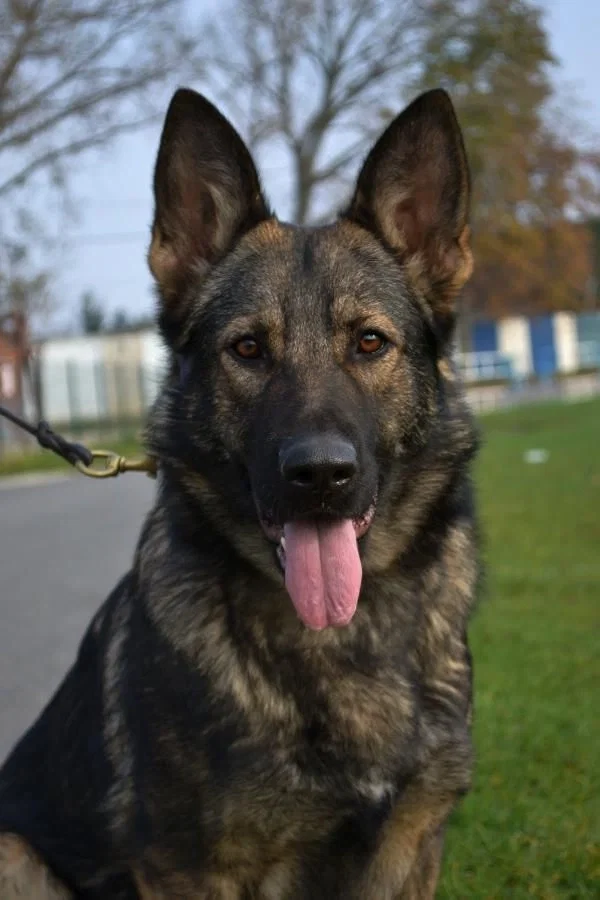 Zeus