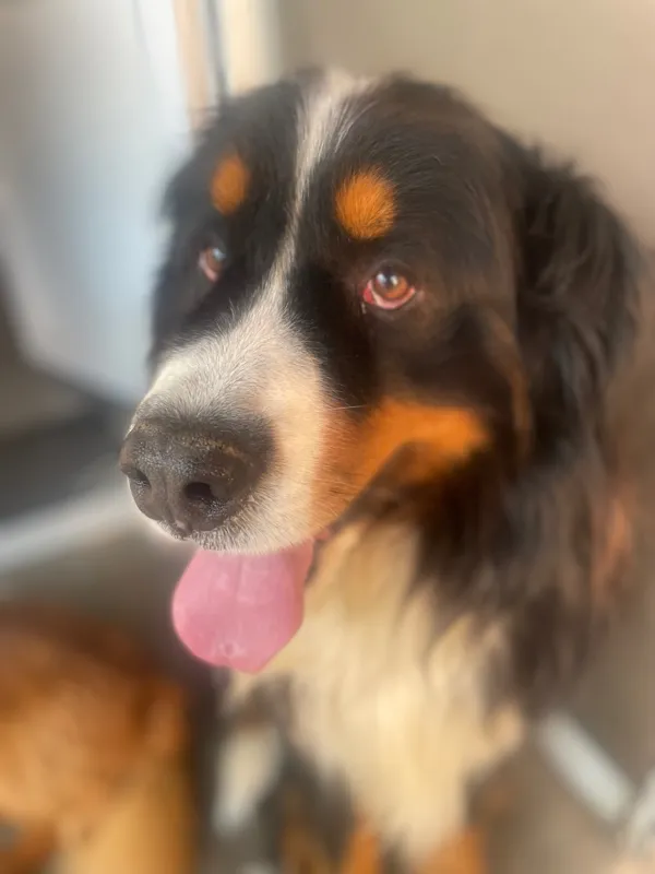Smartest dog in the world!