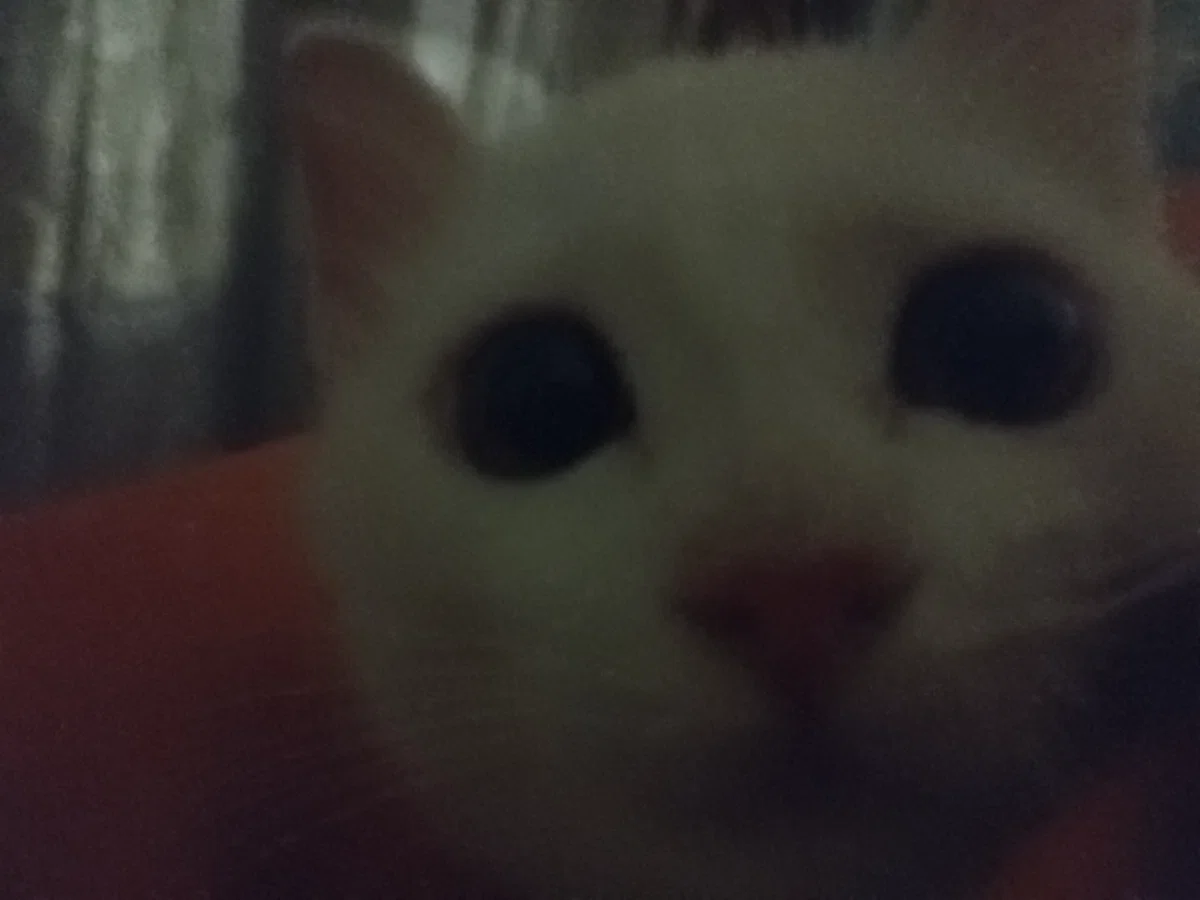 Meow meow meow.