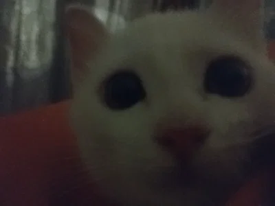 Meow meow meow.