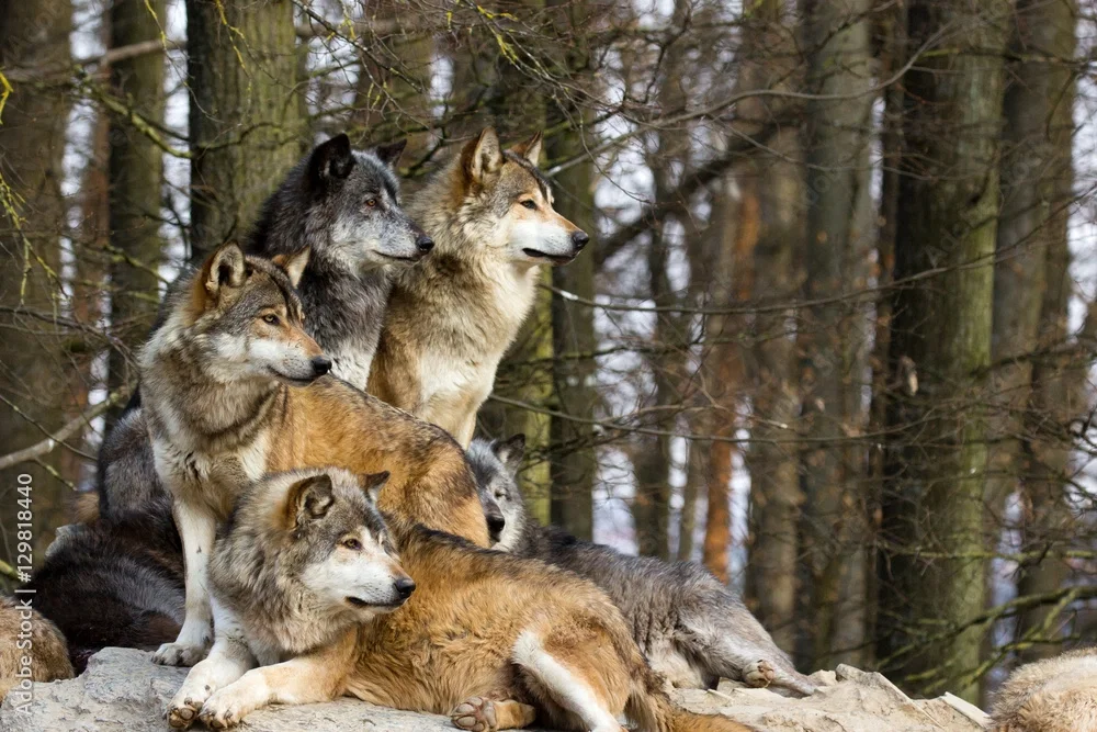 Wolf Pack
