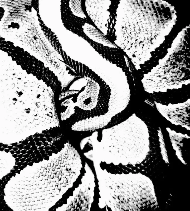 Snakes