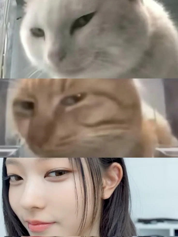 Kang Haerin | CATastrophe