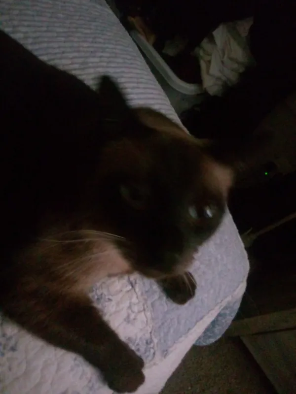 Valentino... Best cat
