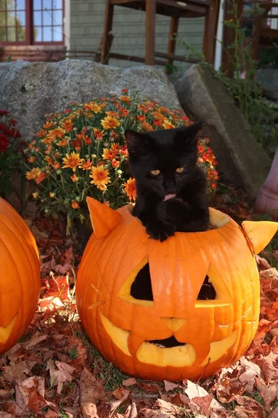 ~pumpkin kitty~