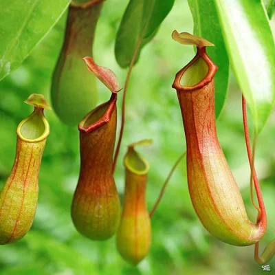 WG plant