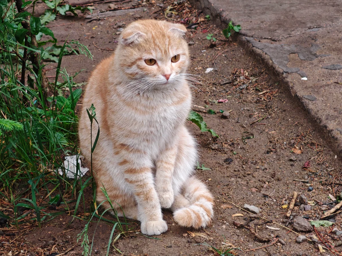 Meow meow meow