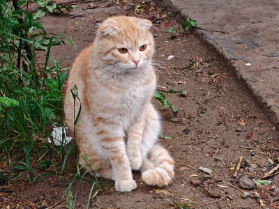 Meow meow meow