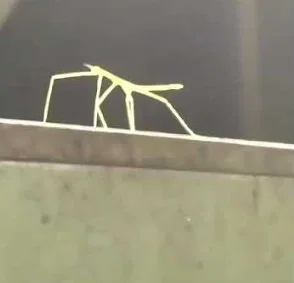 Stickbug 