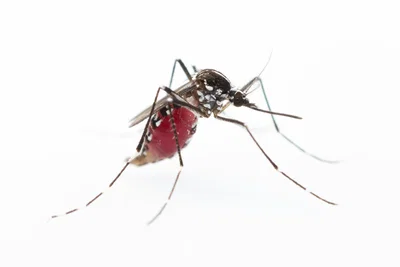 Mosquito