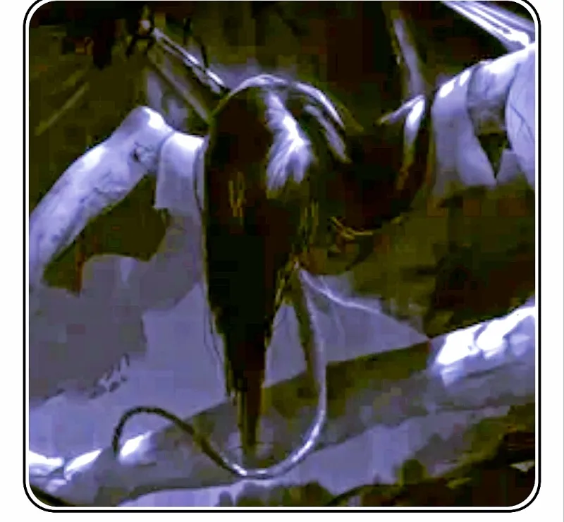 Mananangal