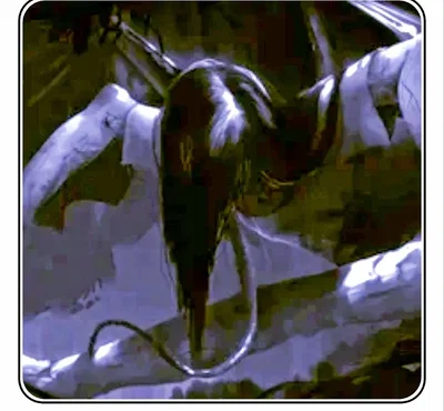 Mananangal