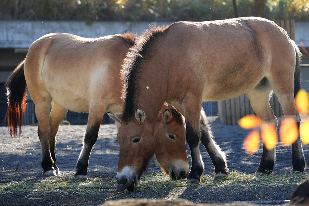 00- Horse Breeds