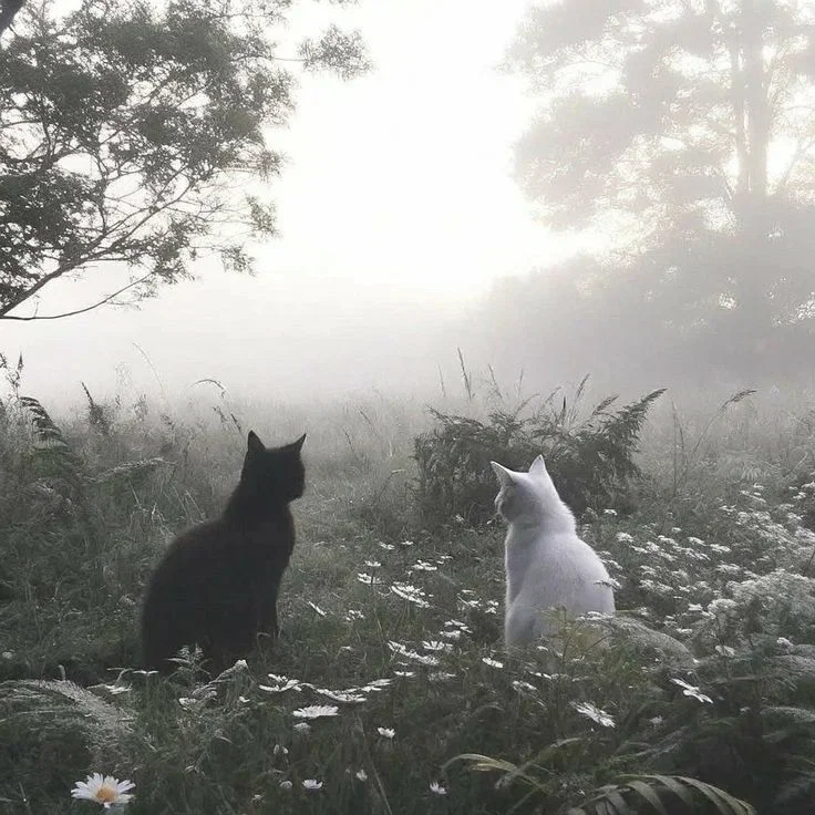 Meadow Cats -NOT WC-