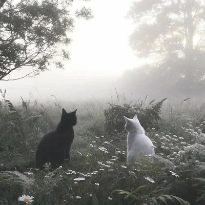 Meadow Cats -NOT WC-