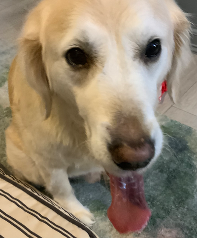 THE LONG AWAITED DOG PIC