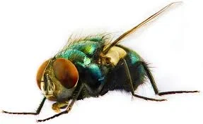 just a fly bro