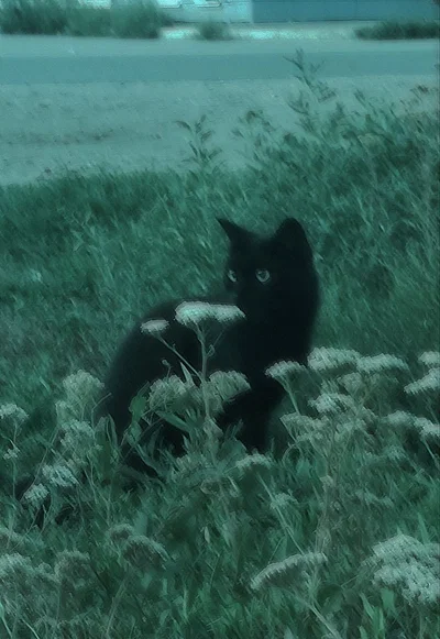 hi