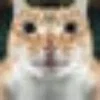request bot