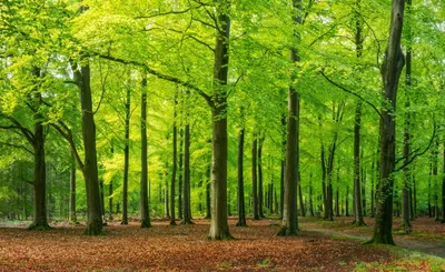 Infested Forest