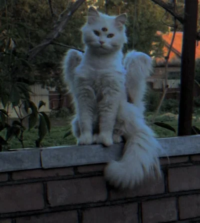 The Winged Watcher