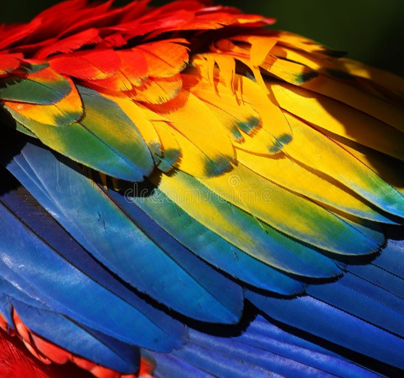 ParrotX2