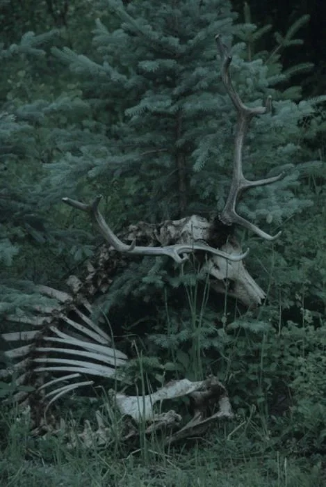 Decay