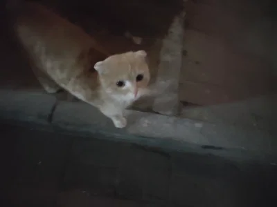kitten