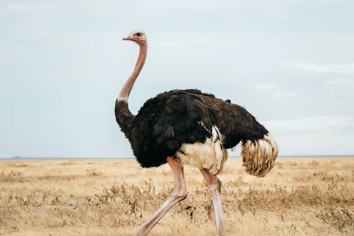 Common Ostrich (Struthio camelus) : Encountering a Common Ostrich in ...