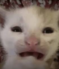I NEED BOT IDEAS
