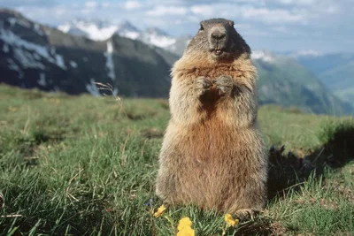 Marmot