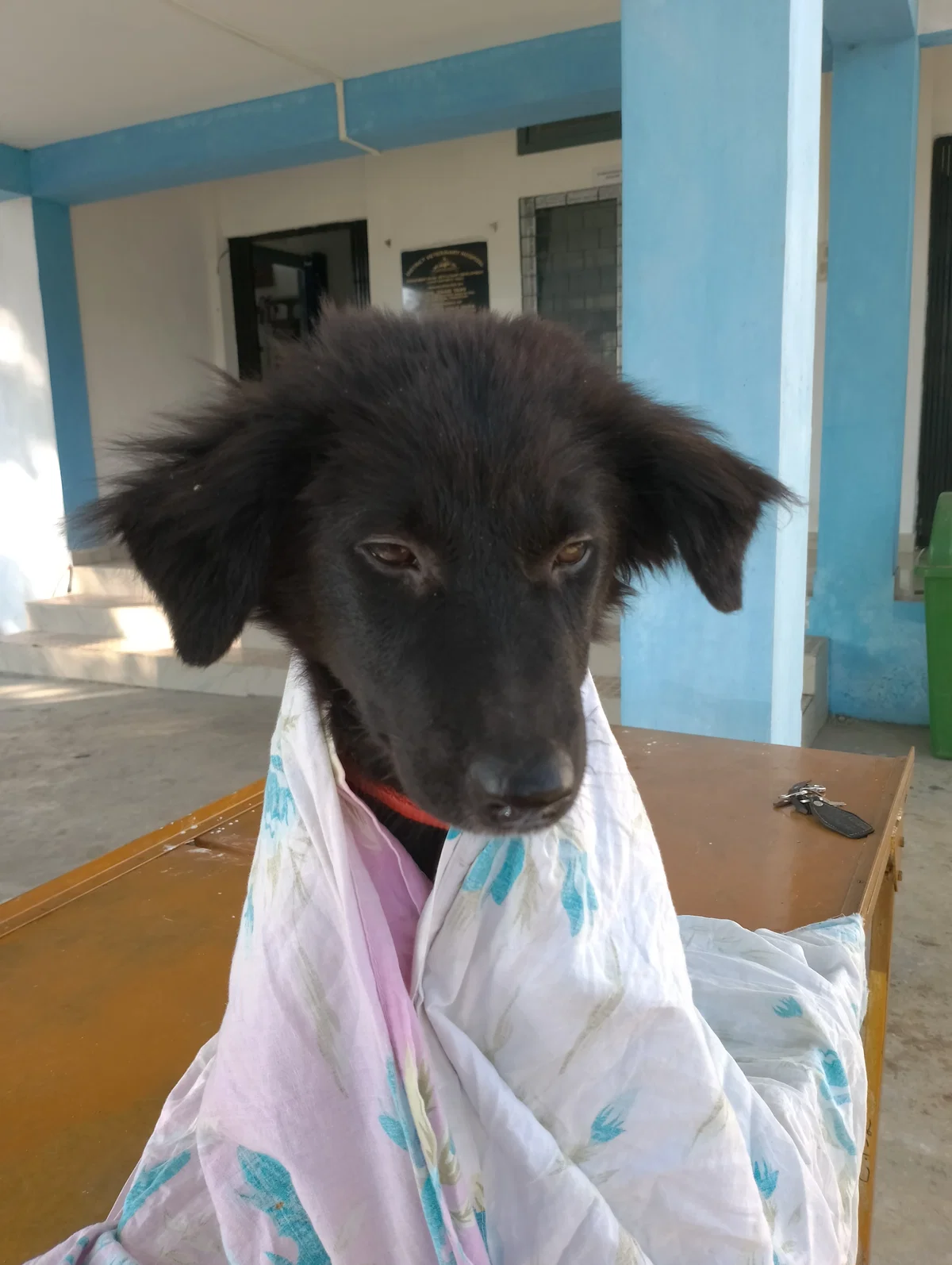 Look at my fuckass dog