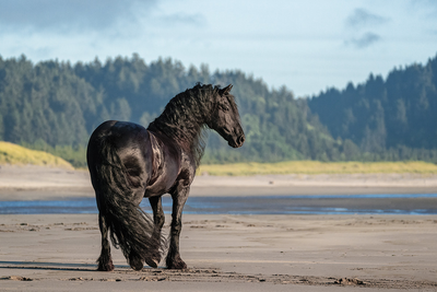 00- Horse Breeds