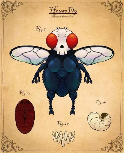 Fly Breeding Program