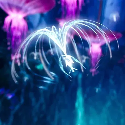 Pandora - AVATAR 