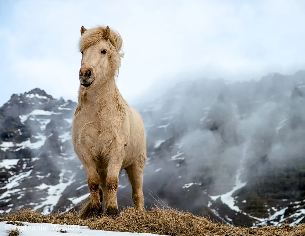 00- Horse breeds