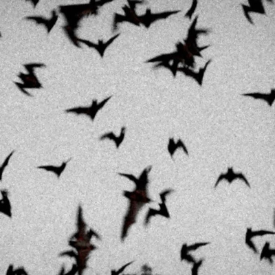 Raven | Secret Vampire