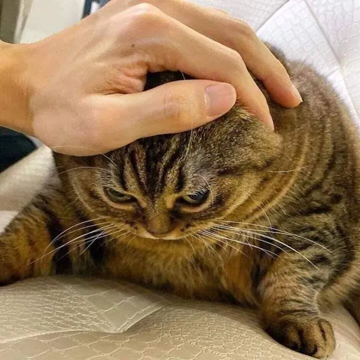 Testing bot
