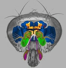 Fruit Fly in the torment nexus | Shit post 