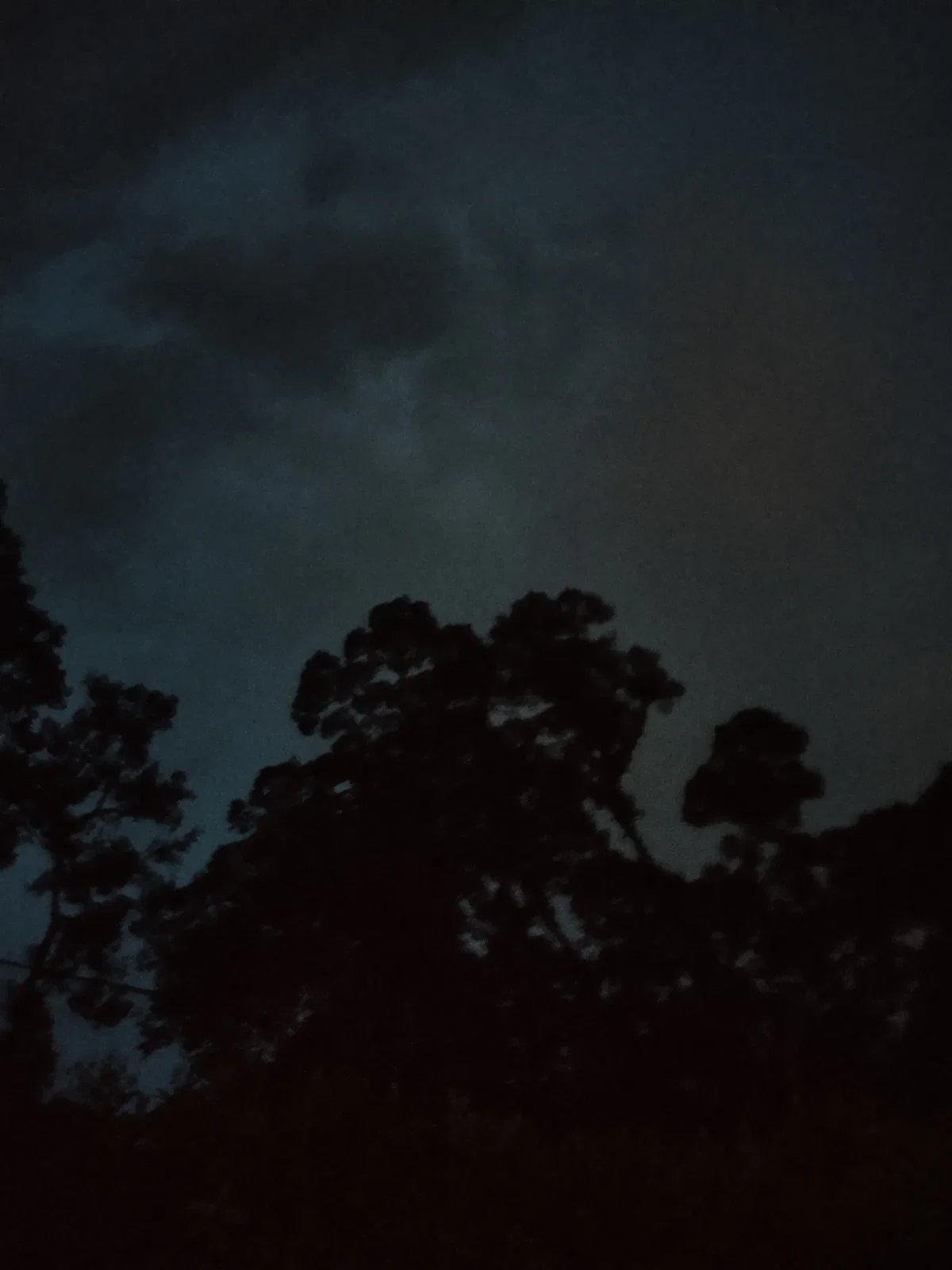 Stranded in a forest 