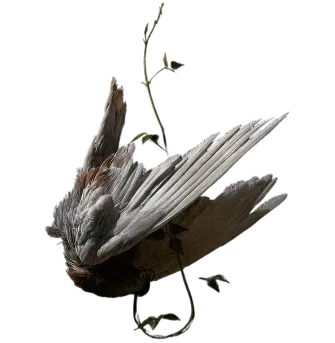 Wispful bird