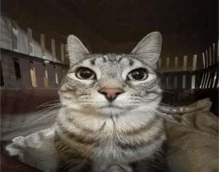 Sergeant Cato
