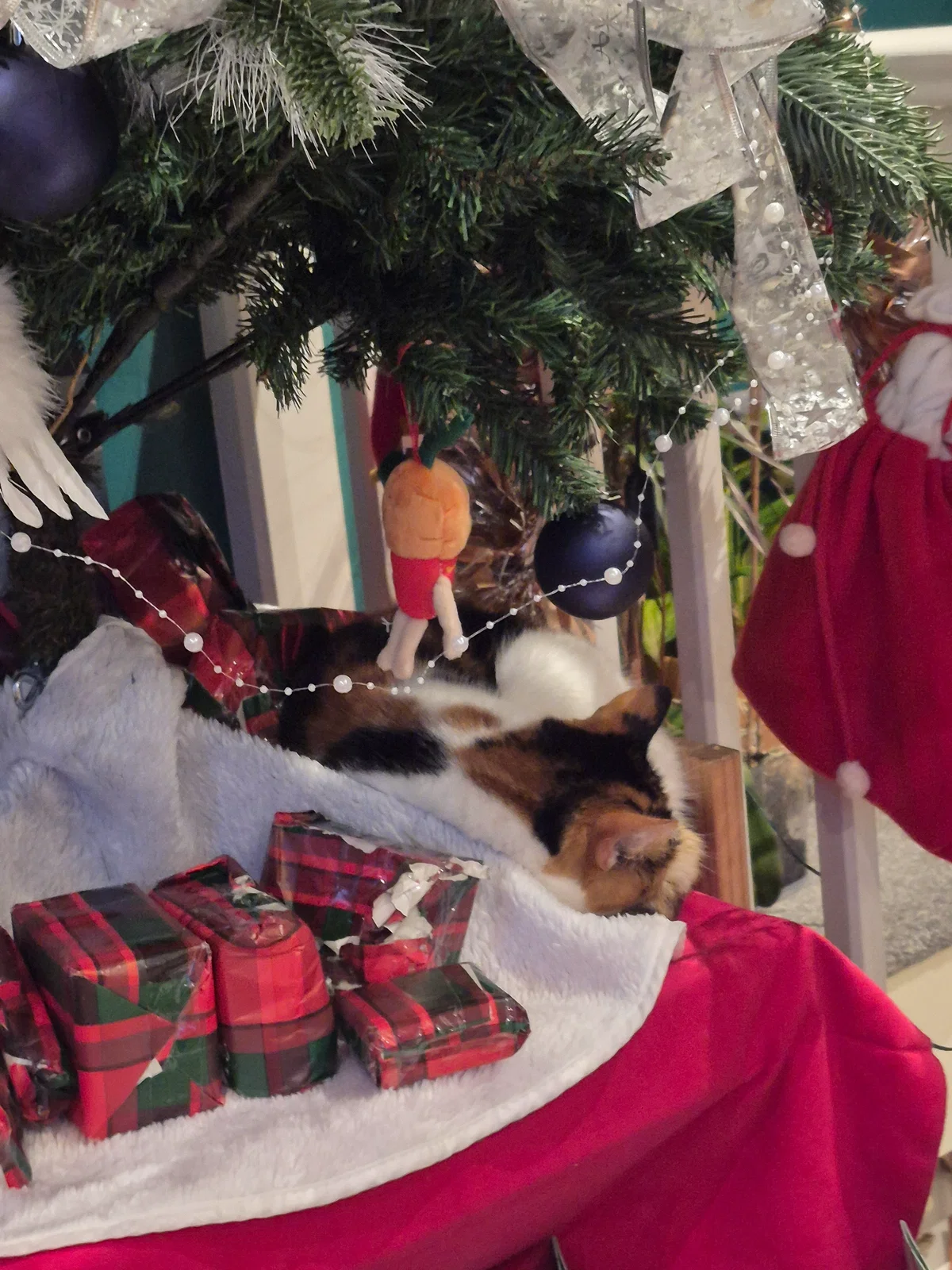 My cat wishes you a Merry Christmas