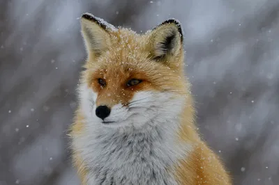 Literally just a fox