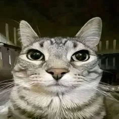 I give up, no more poll or requested bots, they stress me out